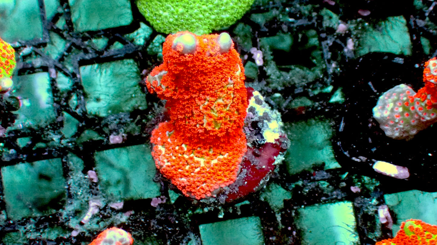 Forest fire digitata 1” frag