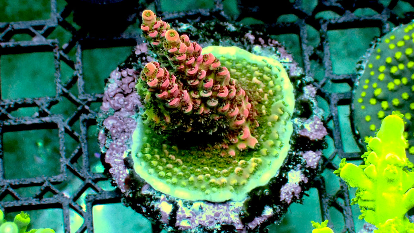 Dragon fruit acro 1” frag