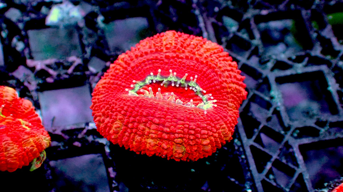 Valentine red acan 1” frag