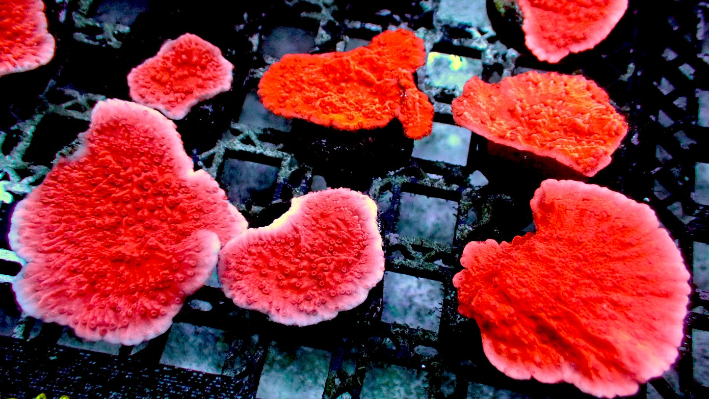 Red monti cap 1” frag