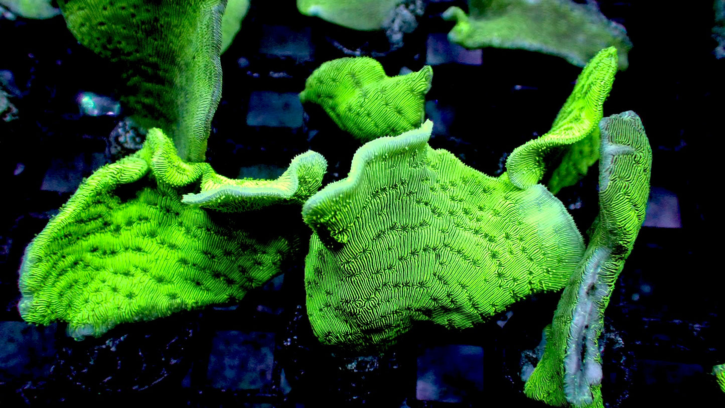 Potato chip coral 1” frag