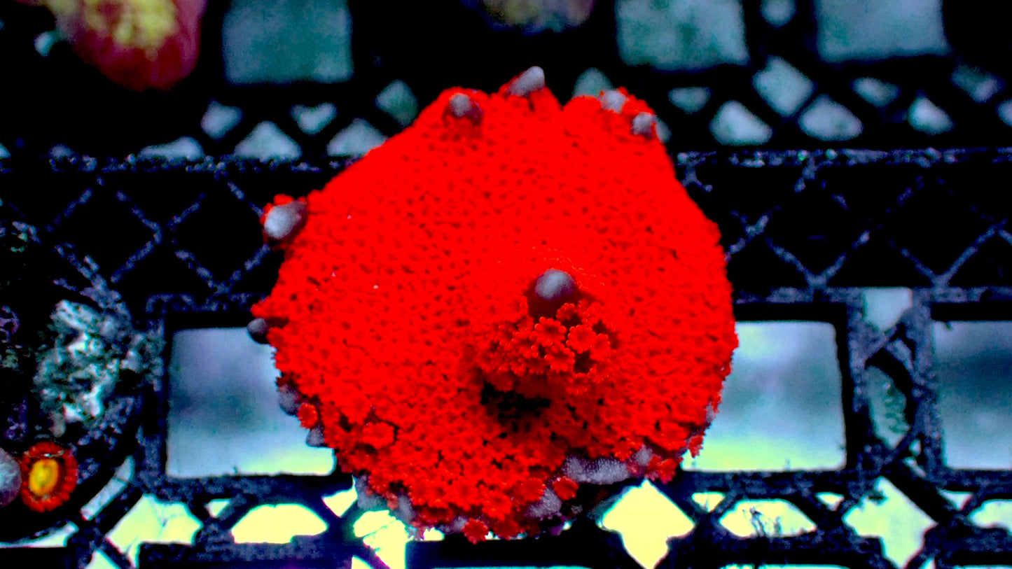 Bubble gum digitata 1” frag