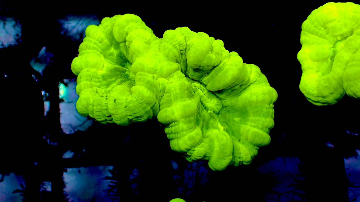 Kryptonite candy cane 1” frag