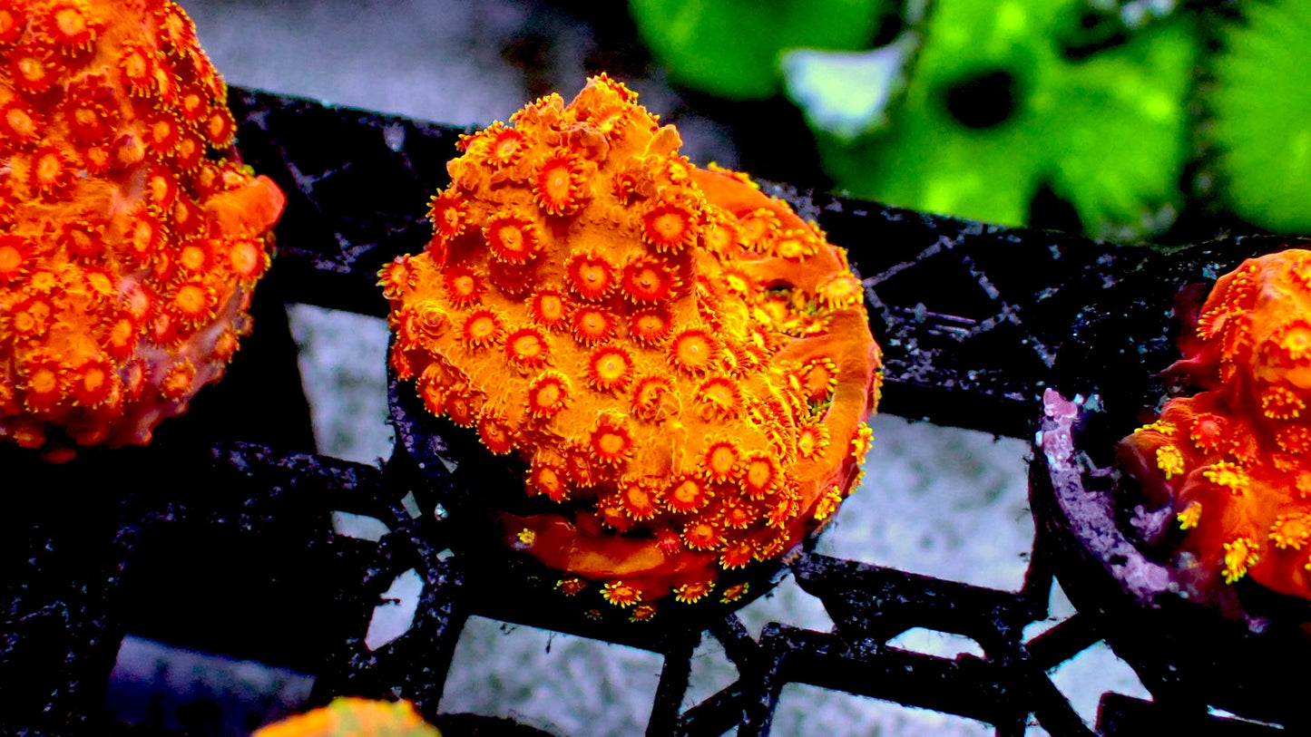 Orange cyphastrea 1” frag