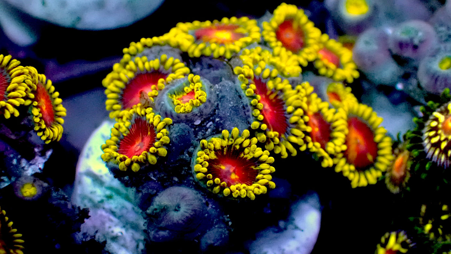 TSA headrush zoas 1” frag