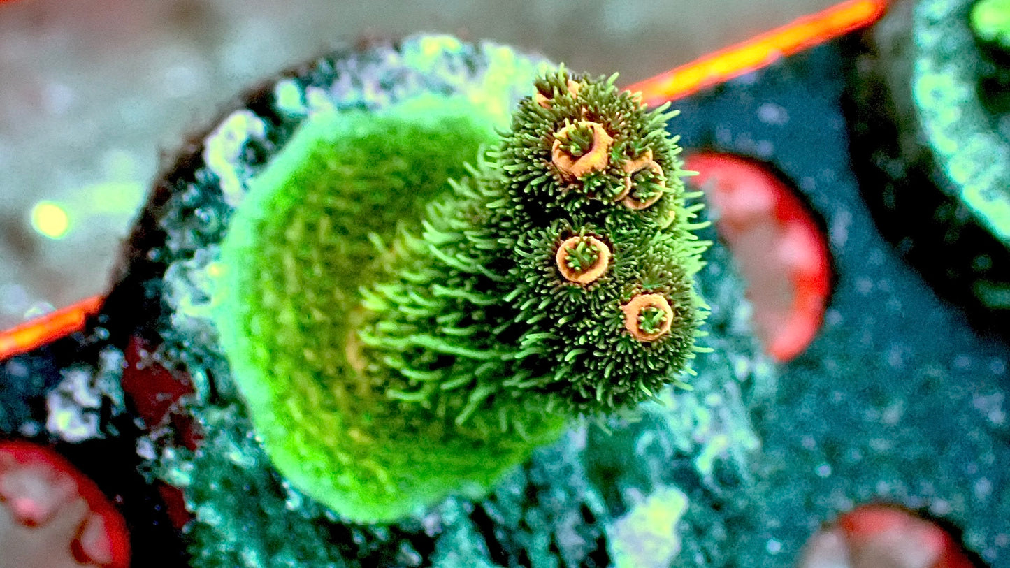 Hairy baboon millepora 1” frag
