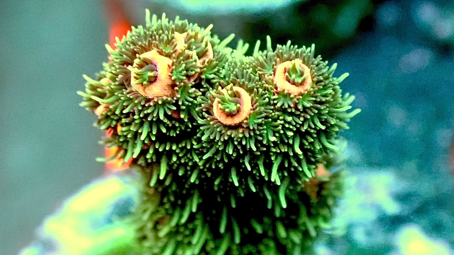 Hairy baboon millepora 1” frag