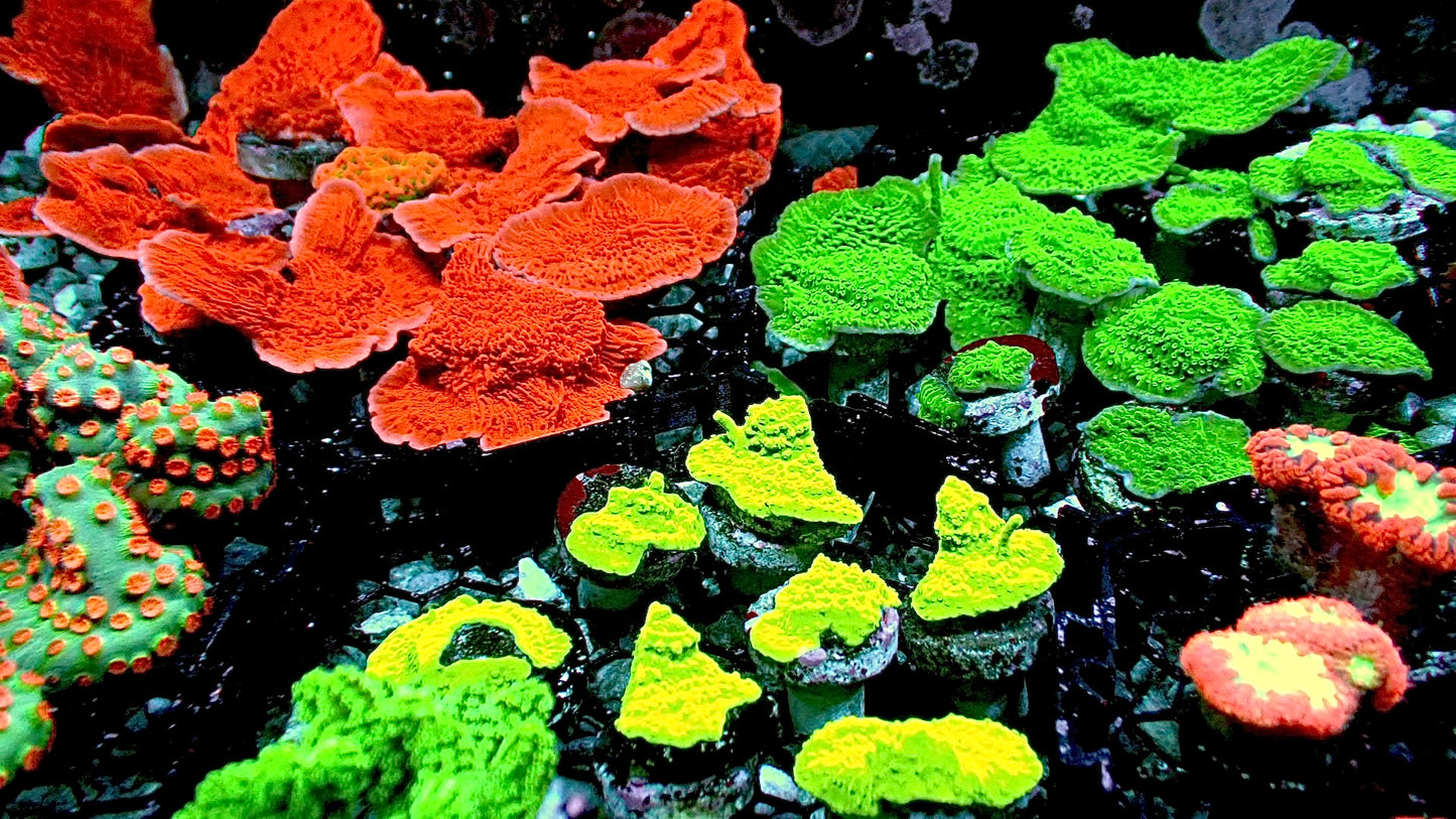 3 frag pack monti plate red green yellow