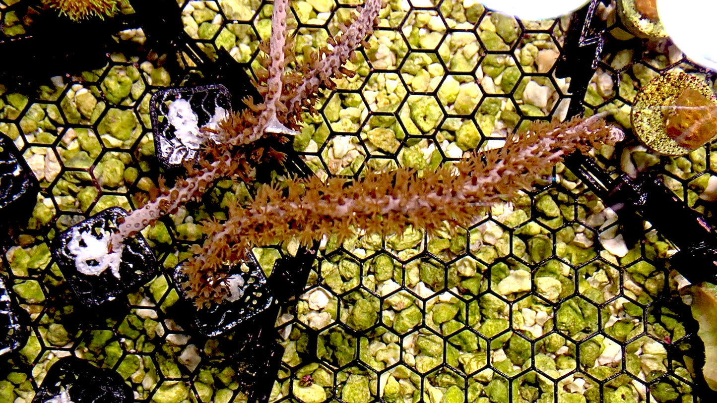 Orange spine gorgonian