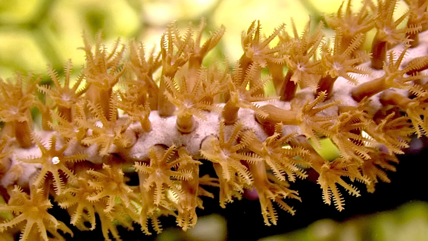 Orange spine gorgonian
