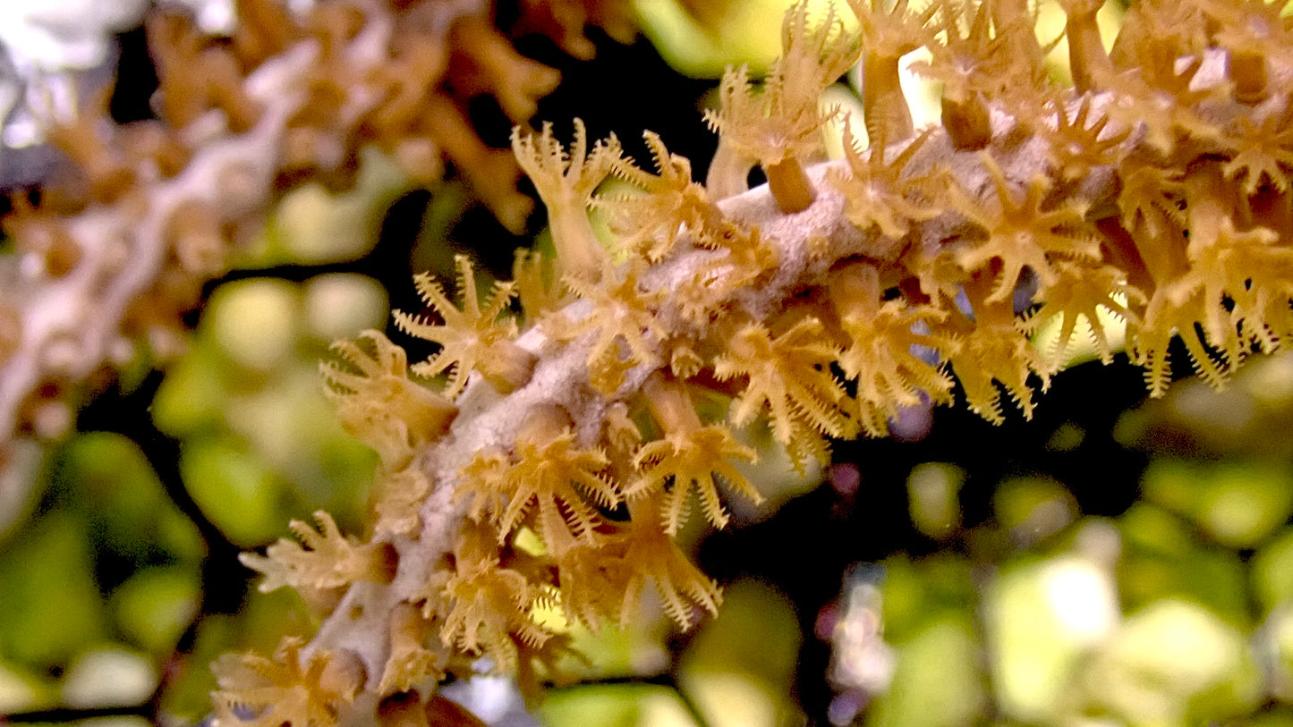 Orange spine gorgonian