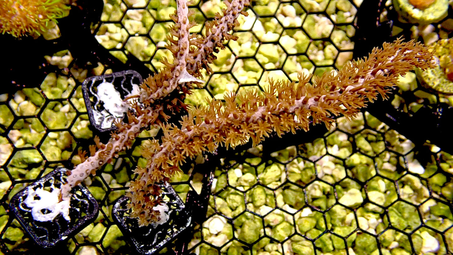 Orange spine gorgonian
