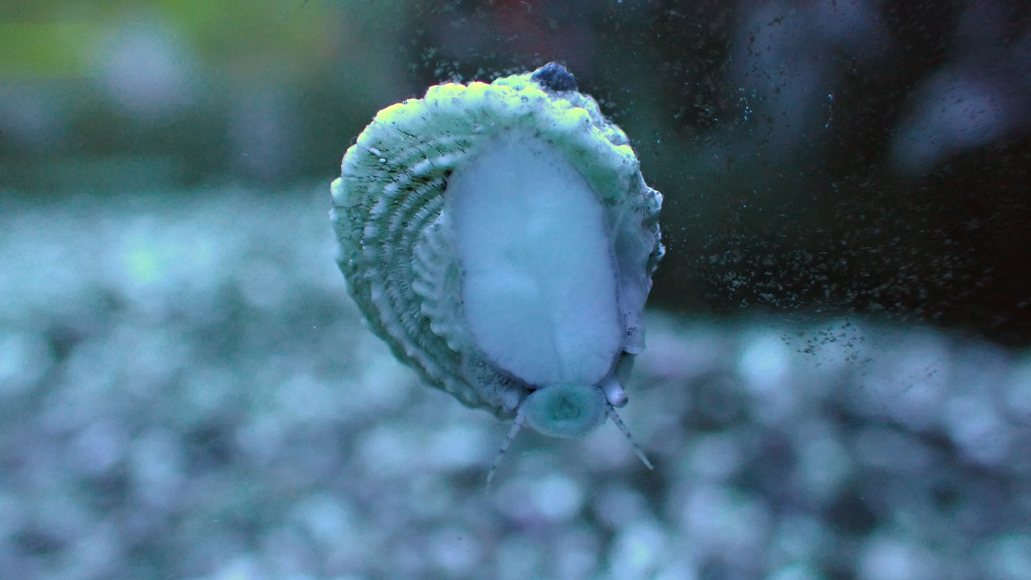 Astraea snails CUC 5-pack algae cleaners