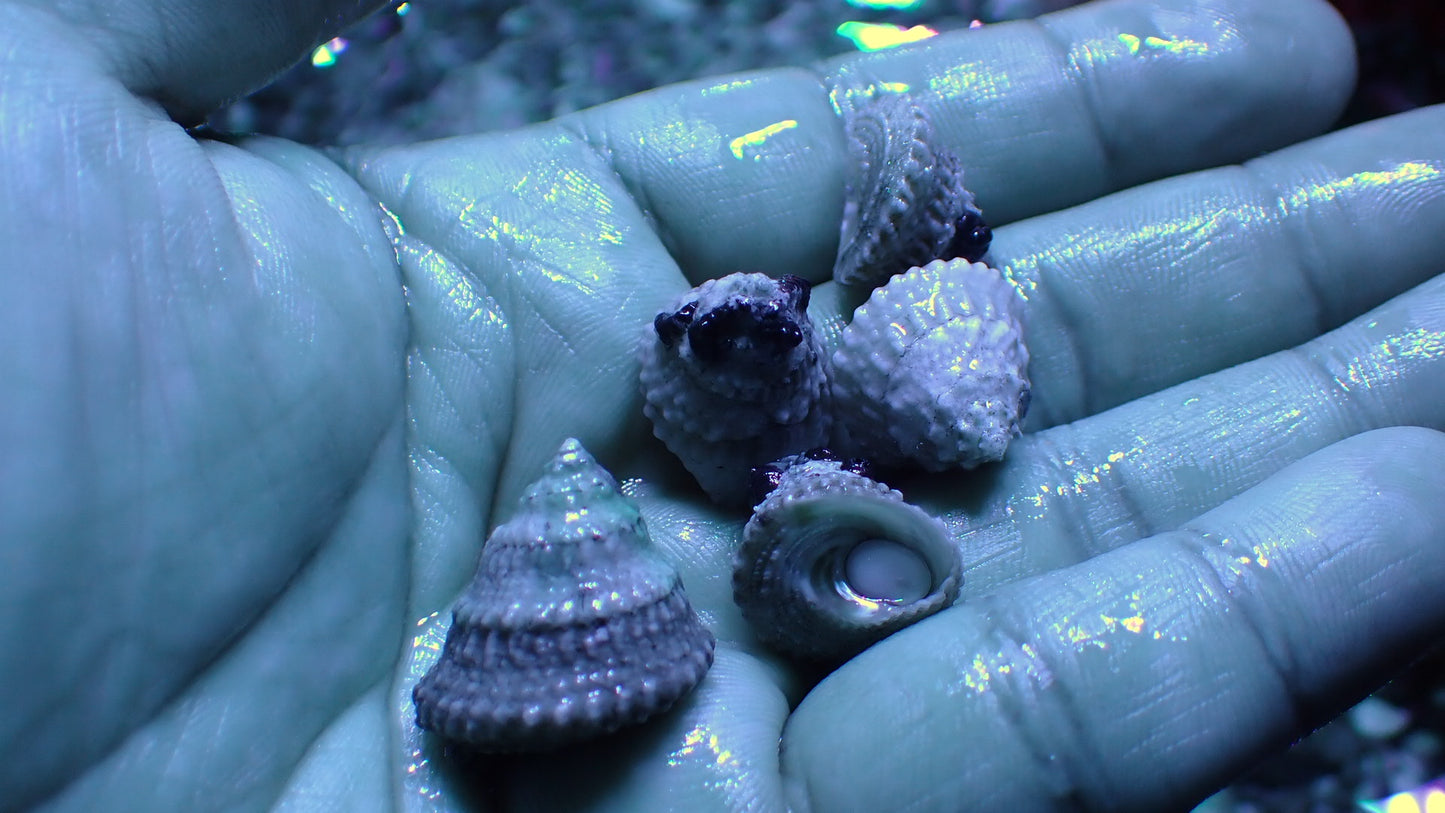 Astraea snails CUC 5-pack algae cleaners