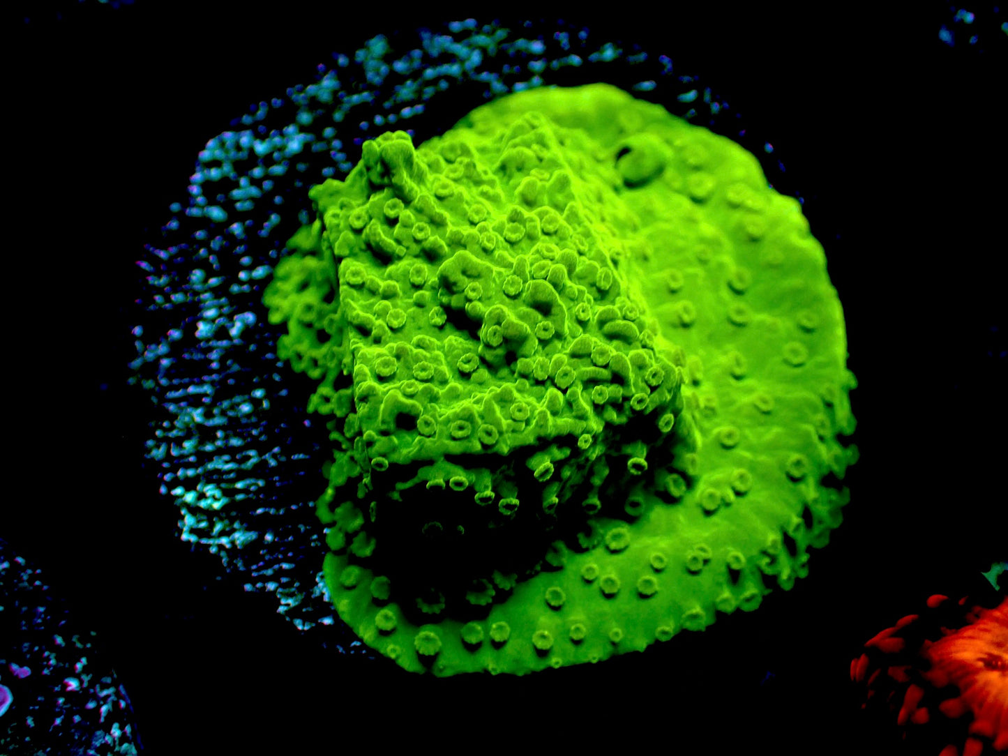 Neon Green Montipora