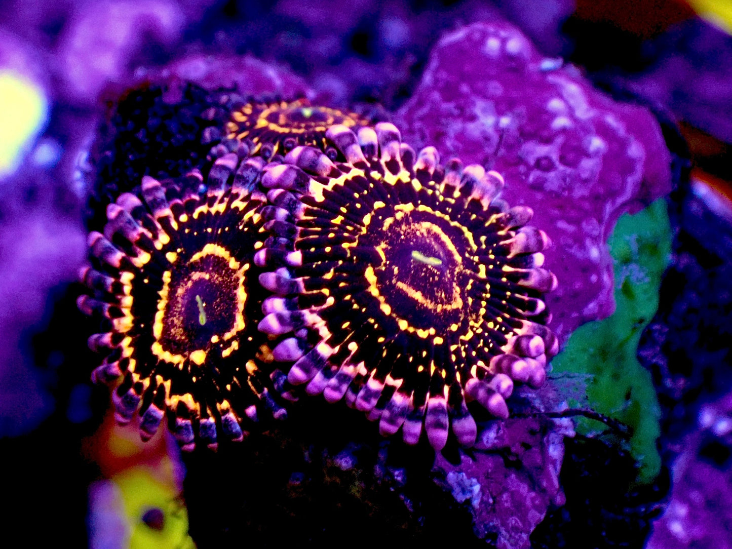 Stratospheres zoas