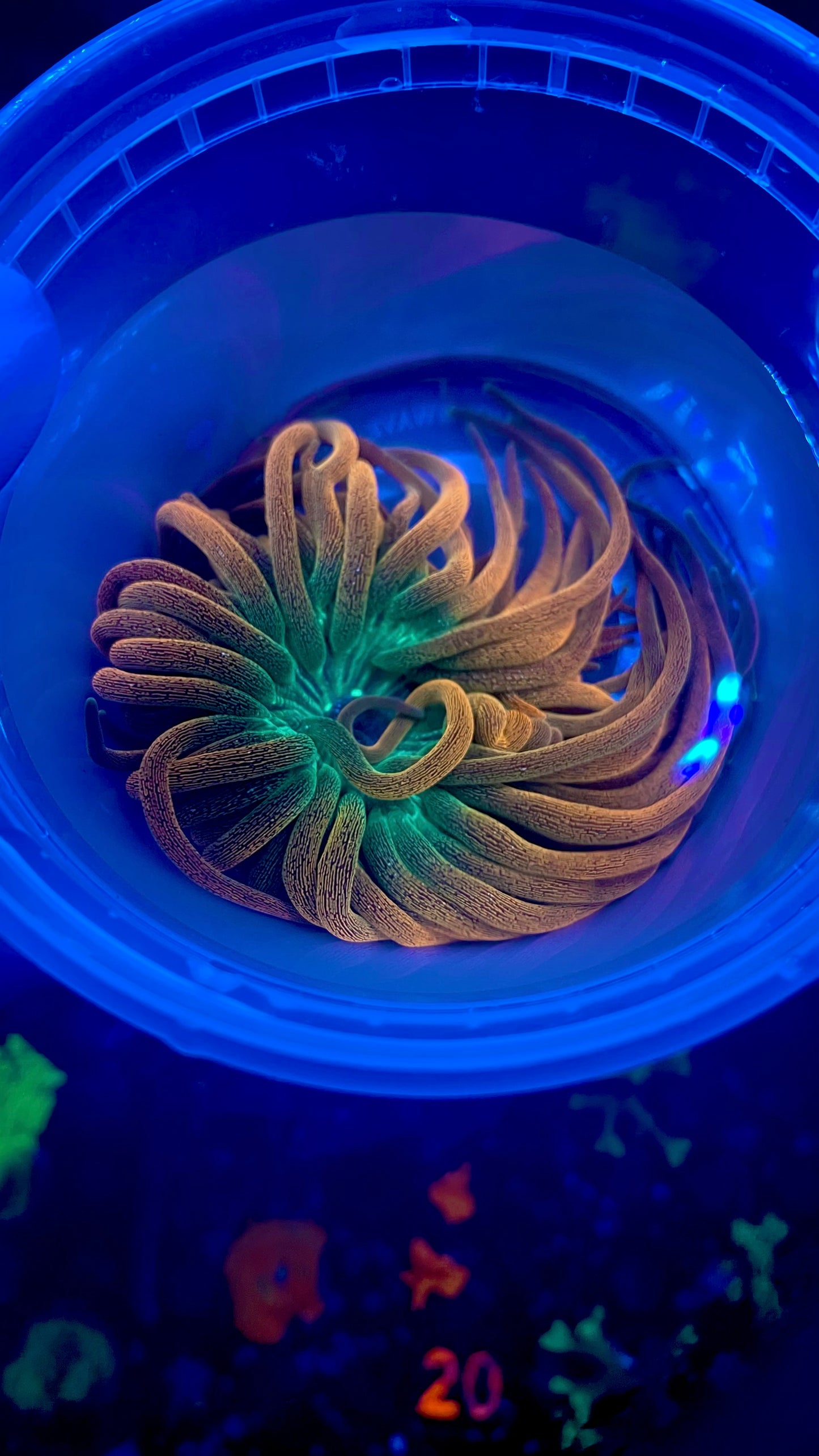 Colorado sunburst 3” WYSIWYG