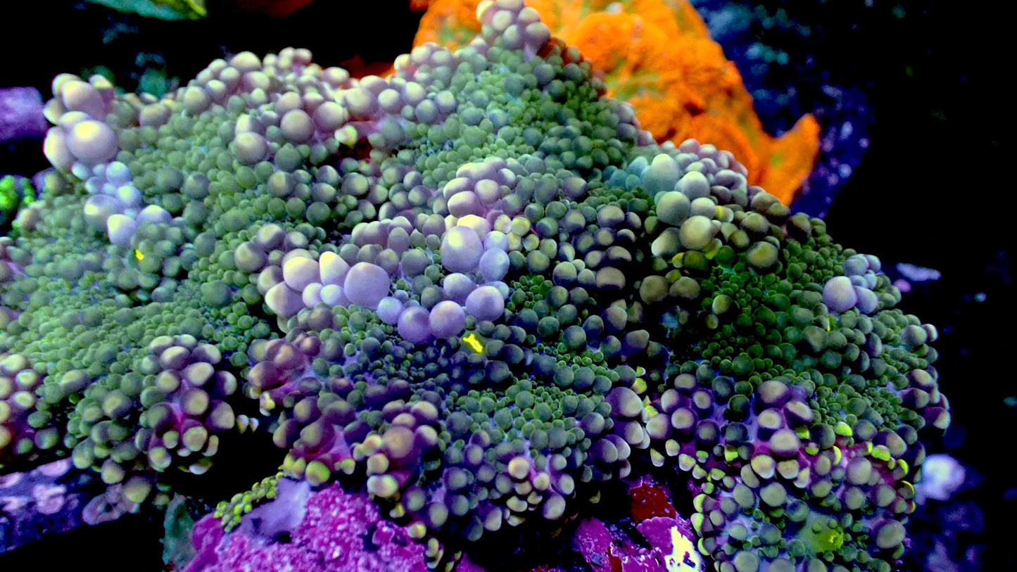 Gurple Yuma mushroom 1” frag