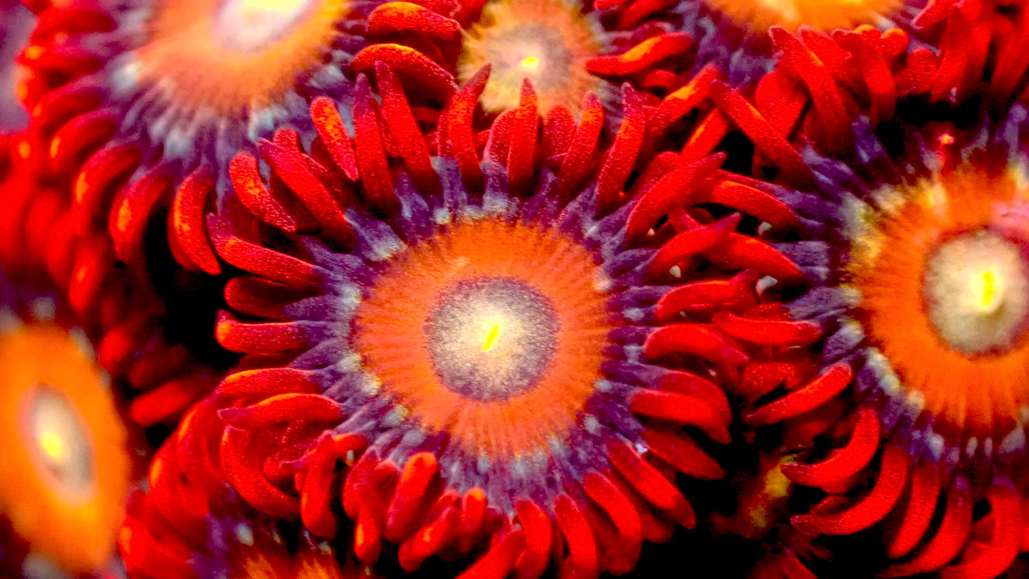 Shatterfield zoas 1” frag 3+ heads