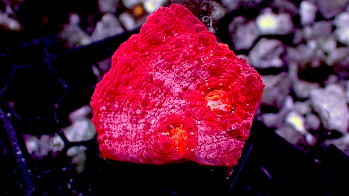 Grapefruit chalice 1” frag