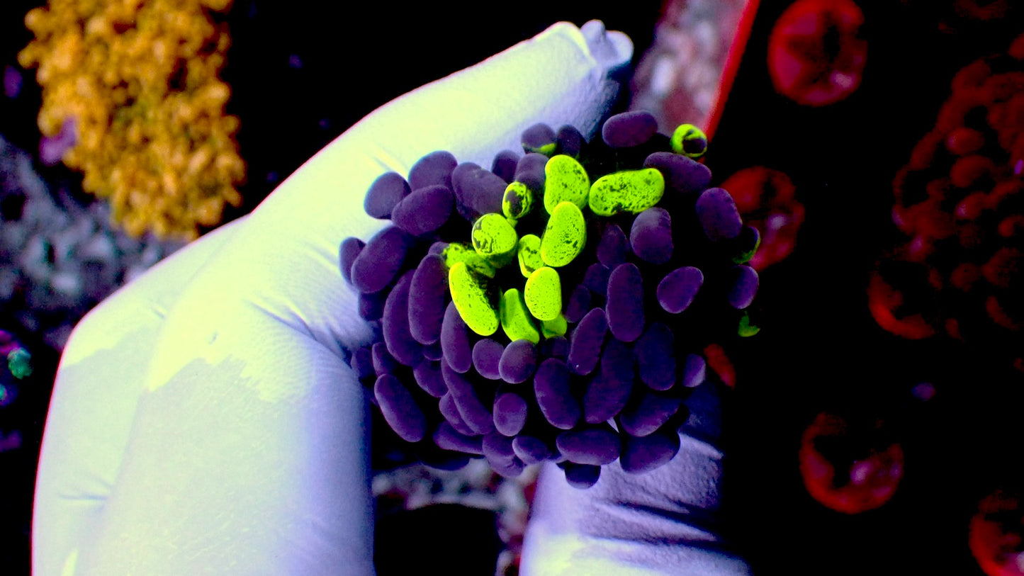 Splatter purple hammer 1” frag WYSIWYG