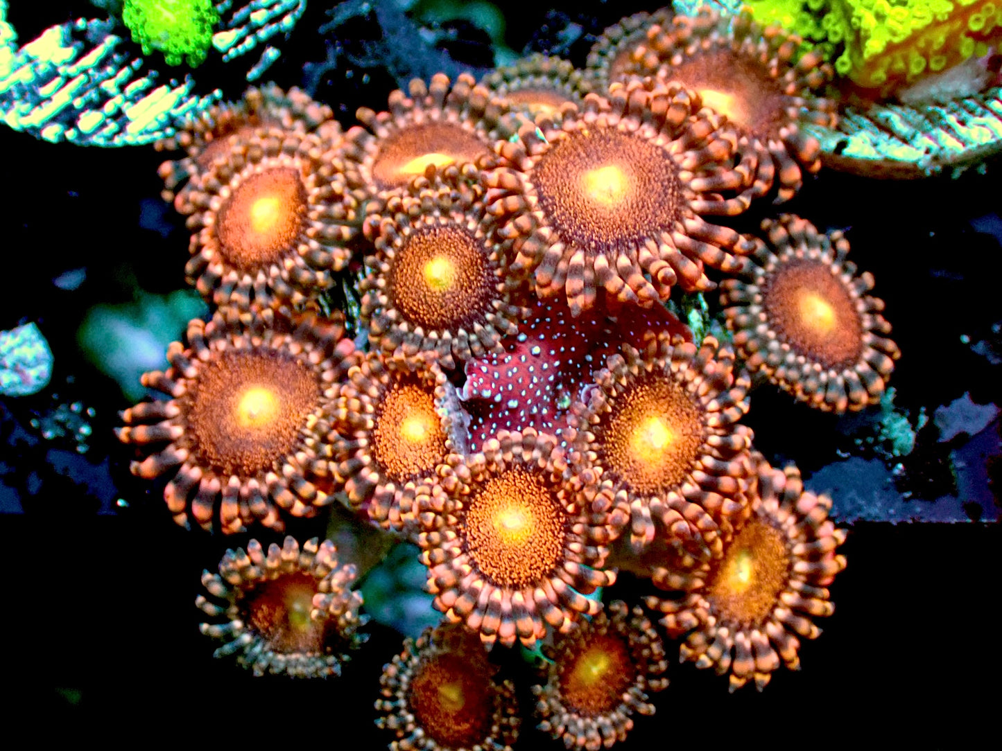 Mohawk Zoas