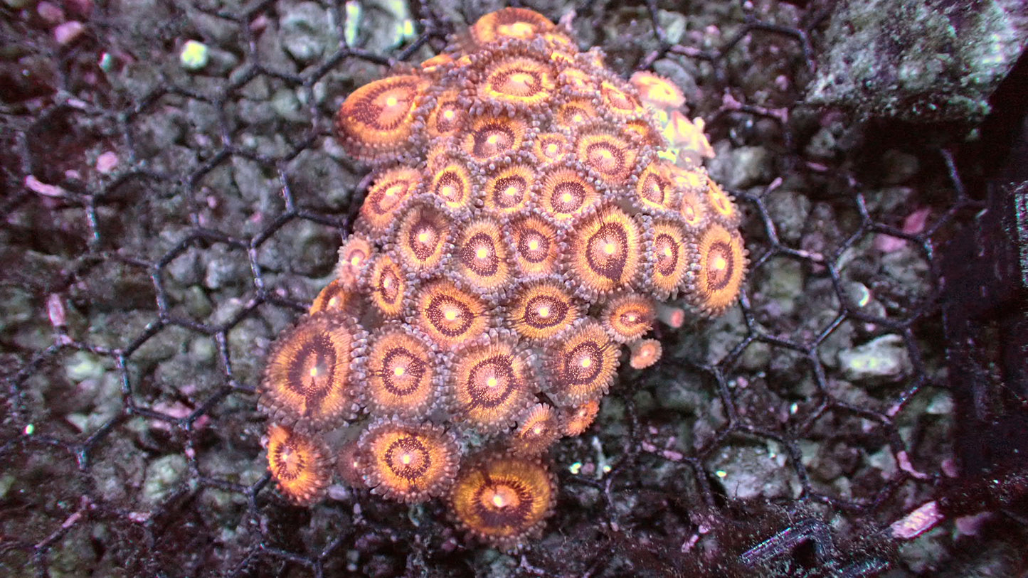 Nebula Zoanthid 3” colony WYSIWYG