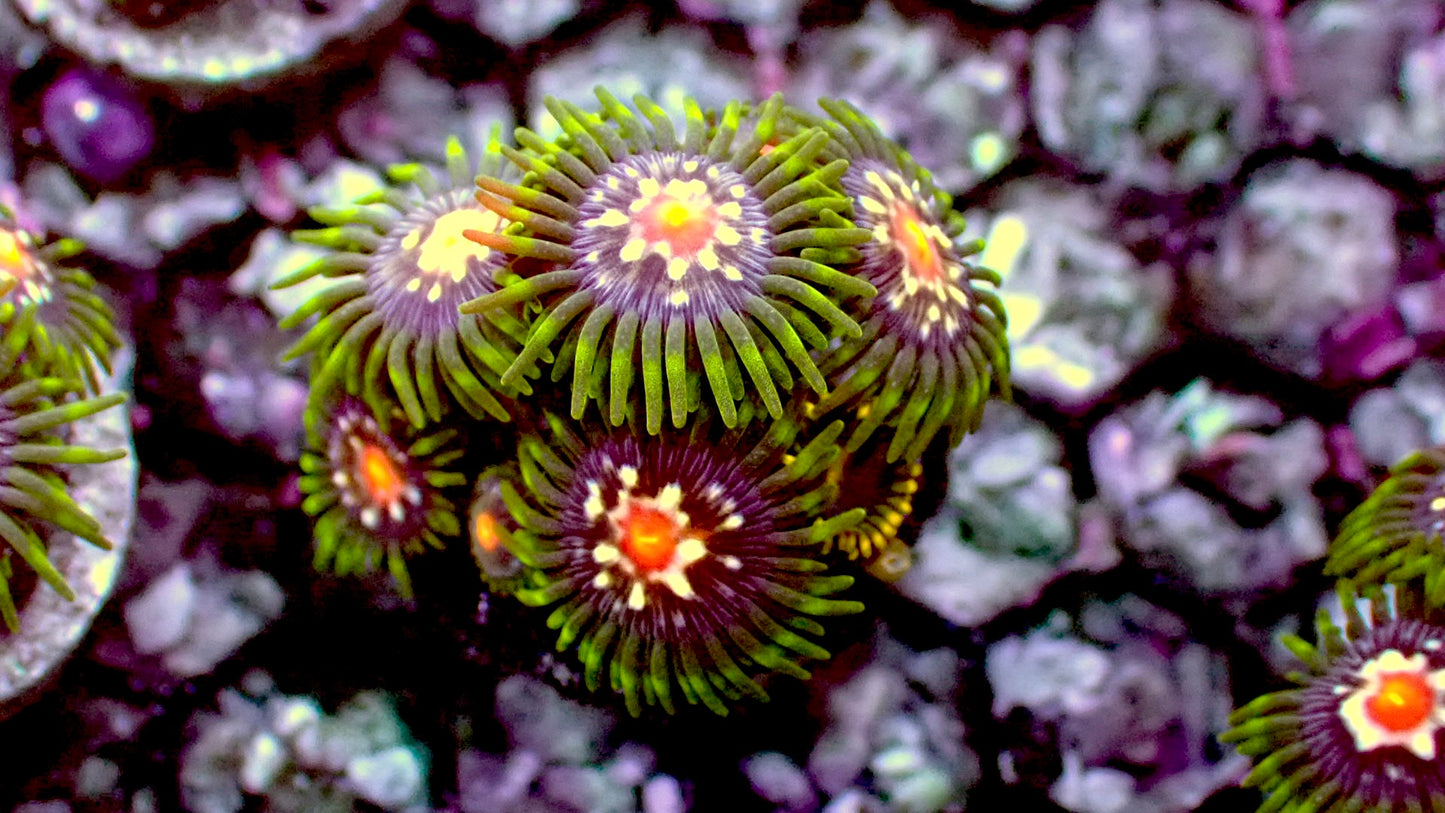Stargazer zoas 1” frag