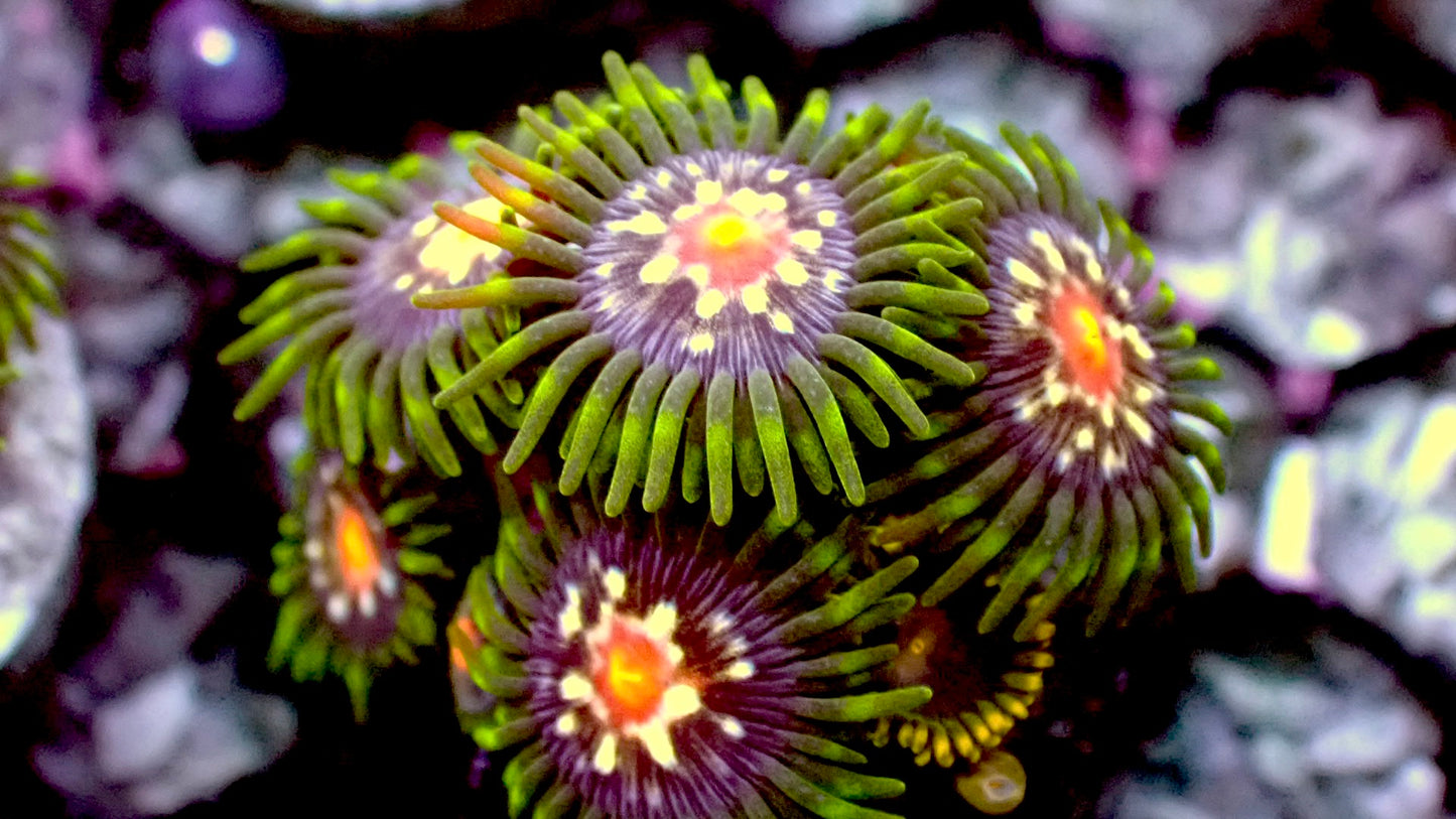 Stargazer zoas 1” frag