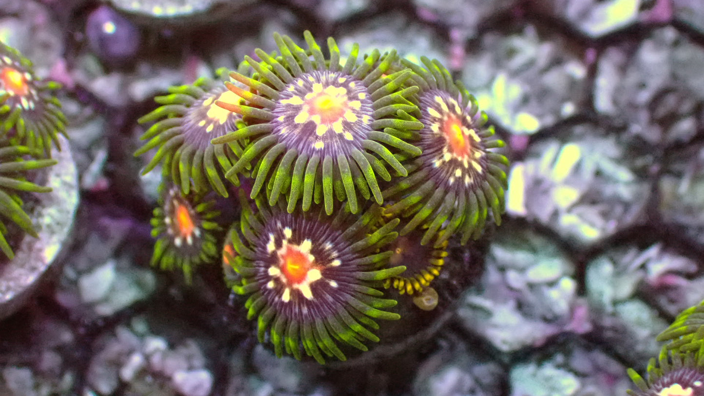Stargazers zoas 1” frag