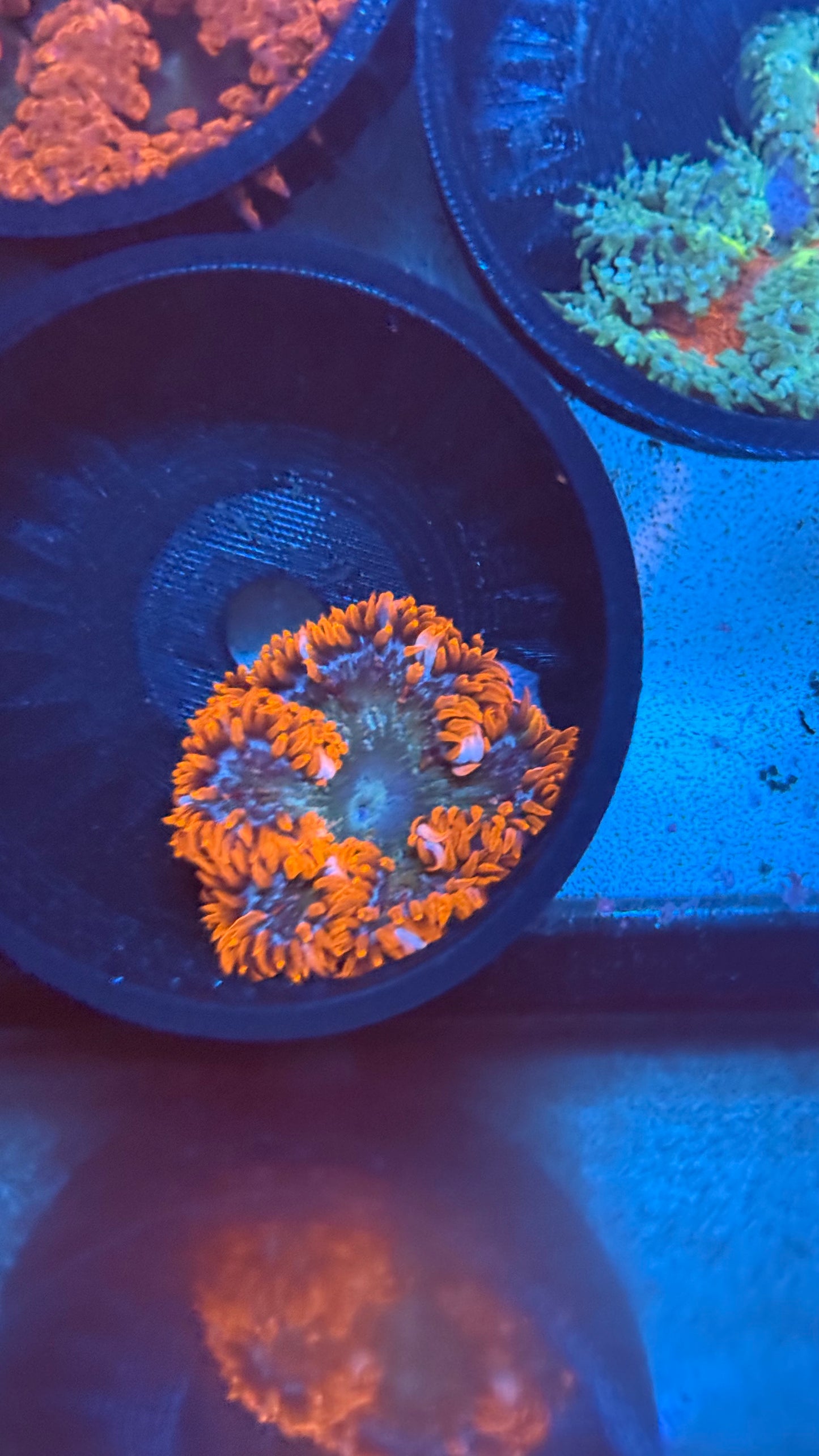 Red rockflower anemone 2”