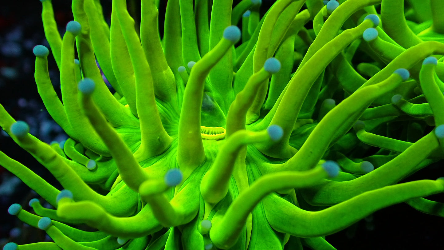 Holy grail torch 1” frag