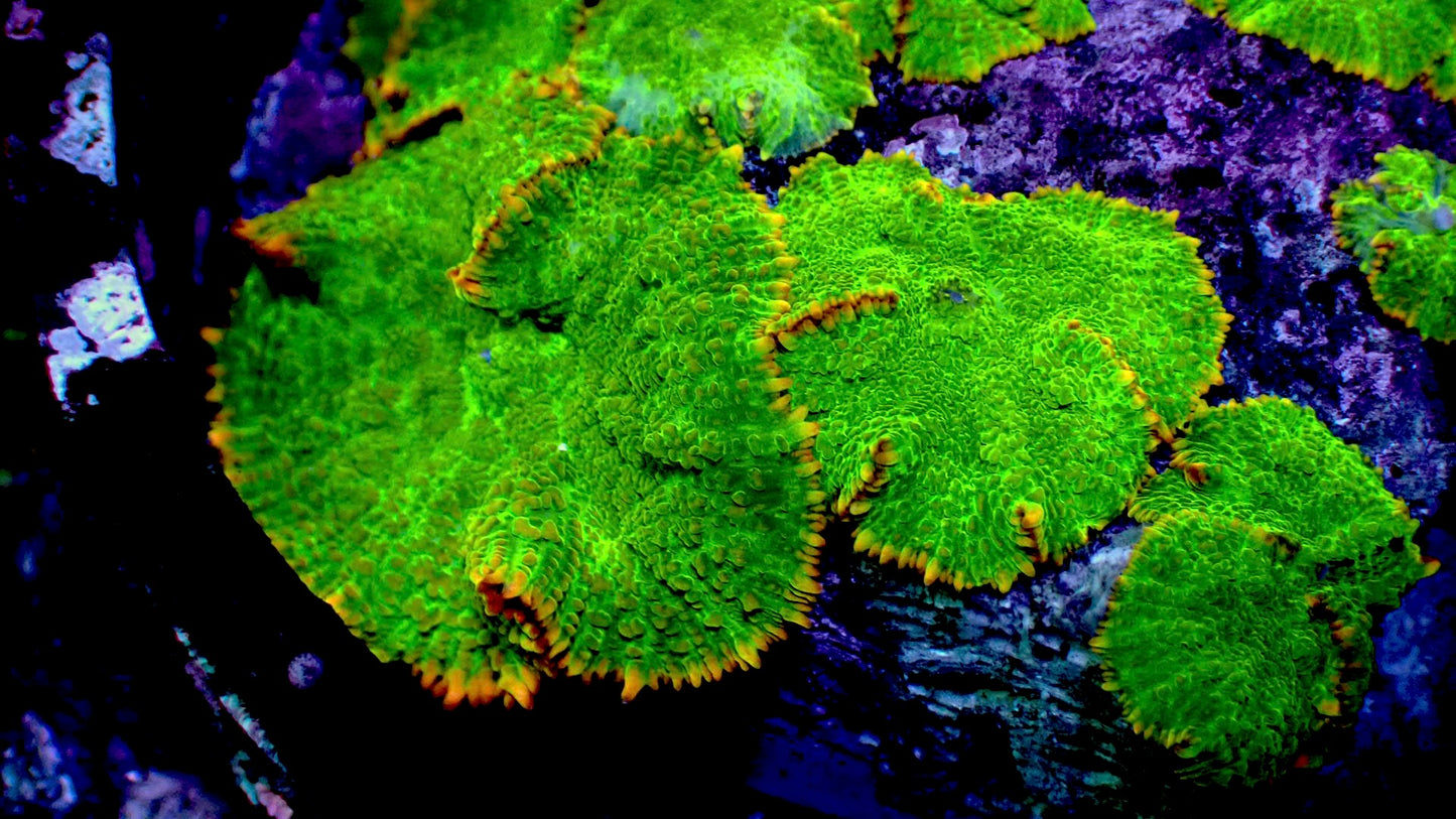 Kiwi mushroom 1” frag