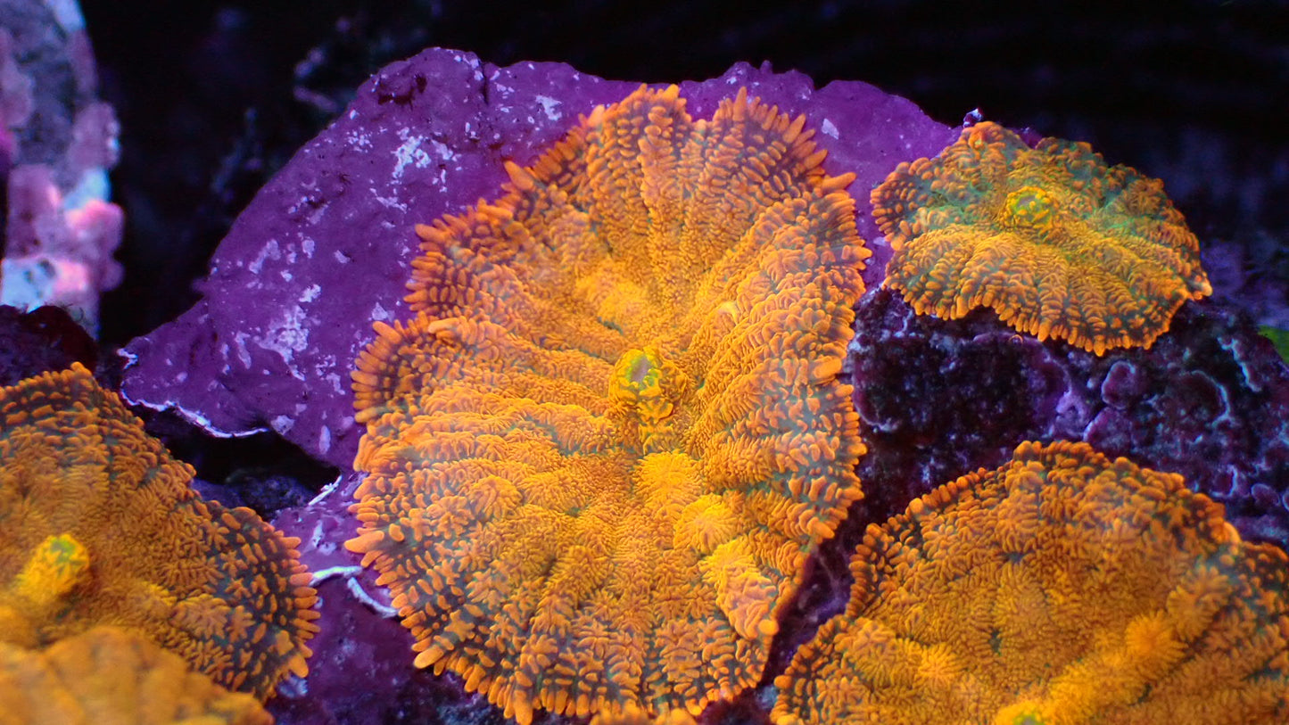 Sunburst mushroom 1” frag