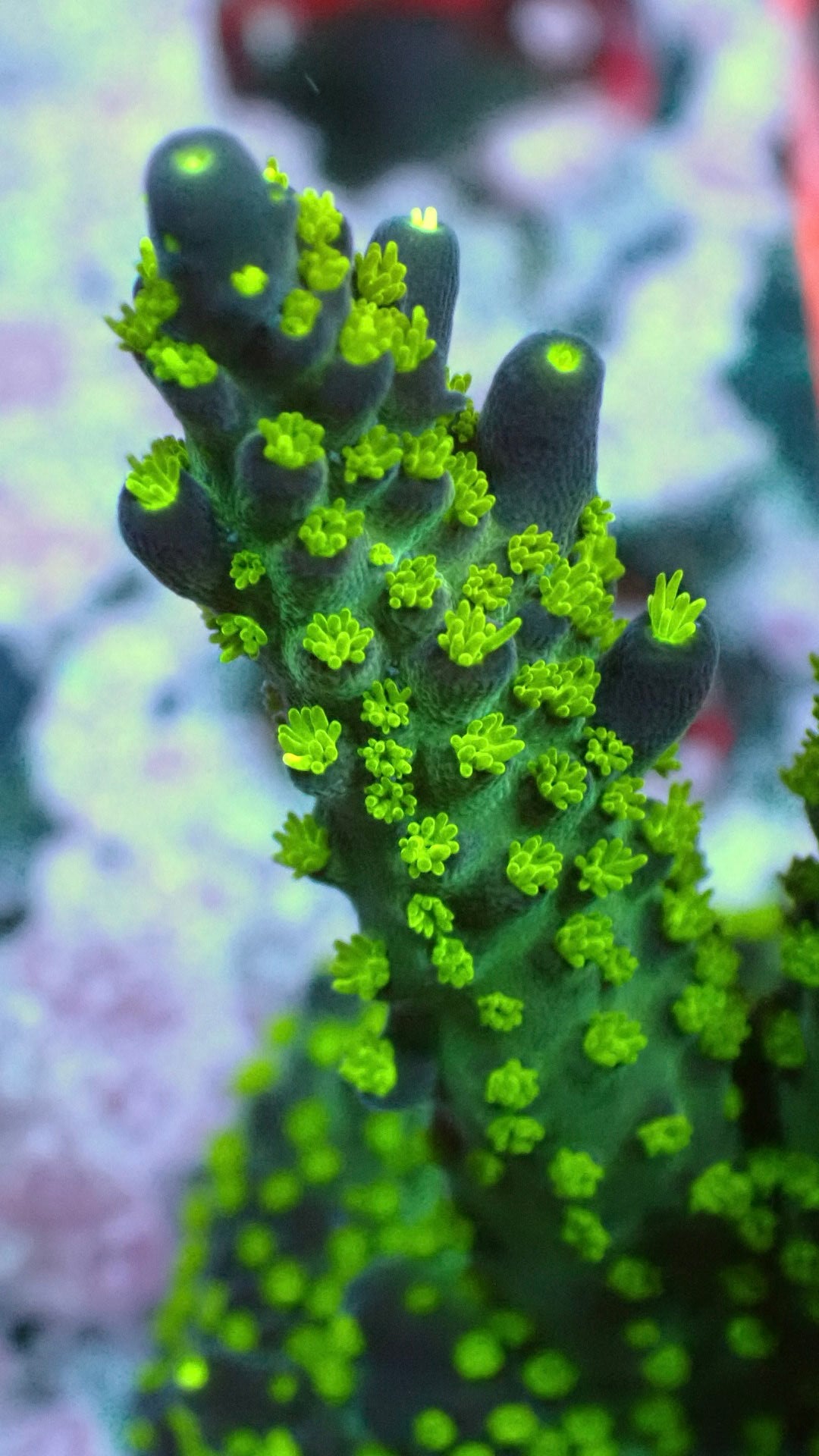 Garf Bonsai acro 1”