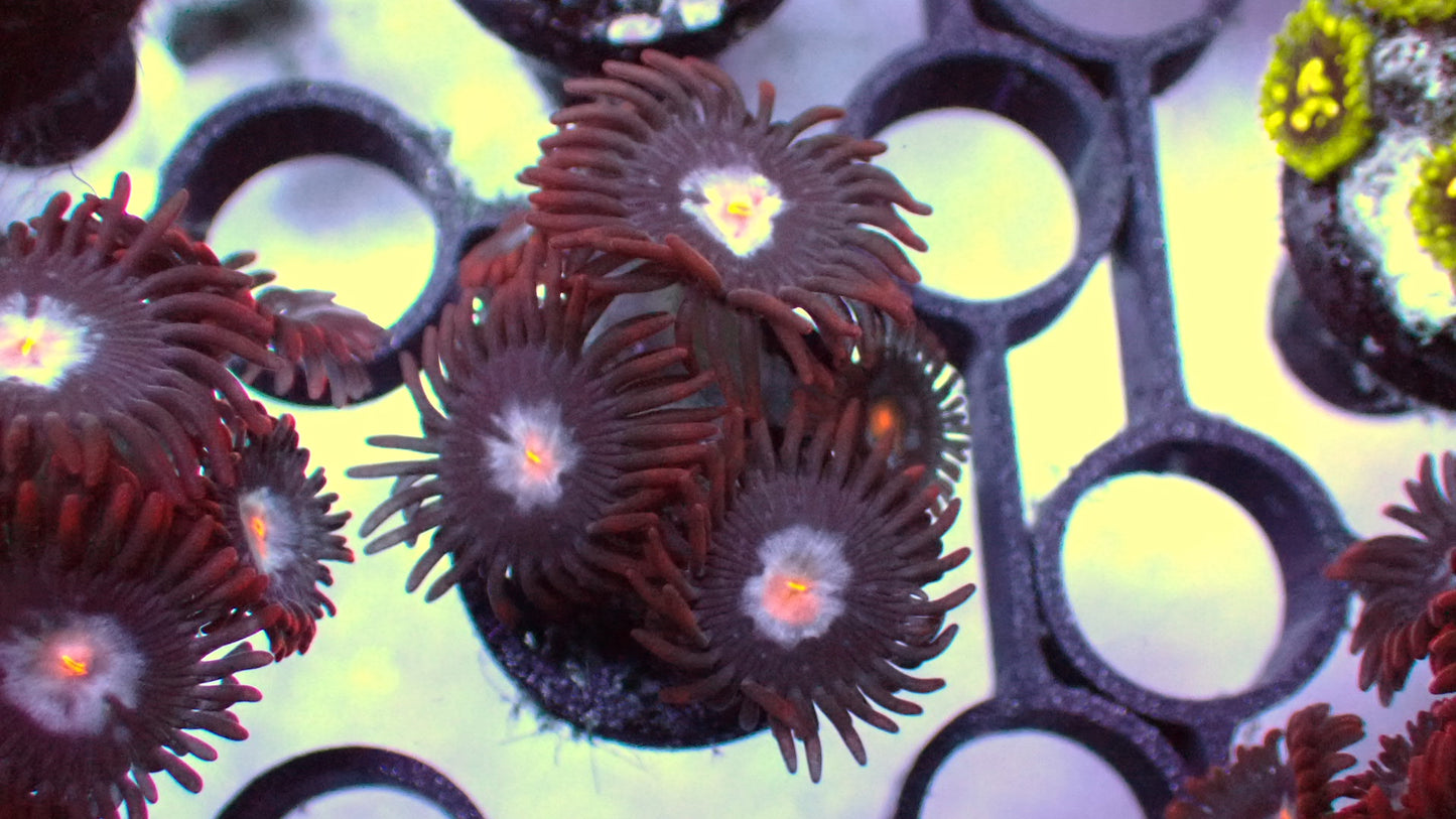 Mystique zoas 1” frag (3+ heads)