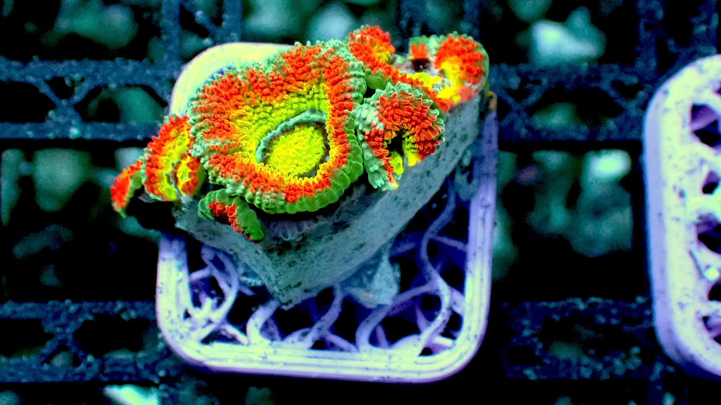 Holy grail micromussa 1” frag