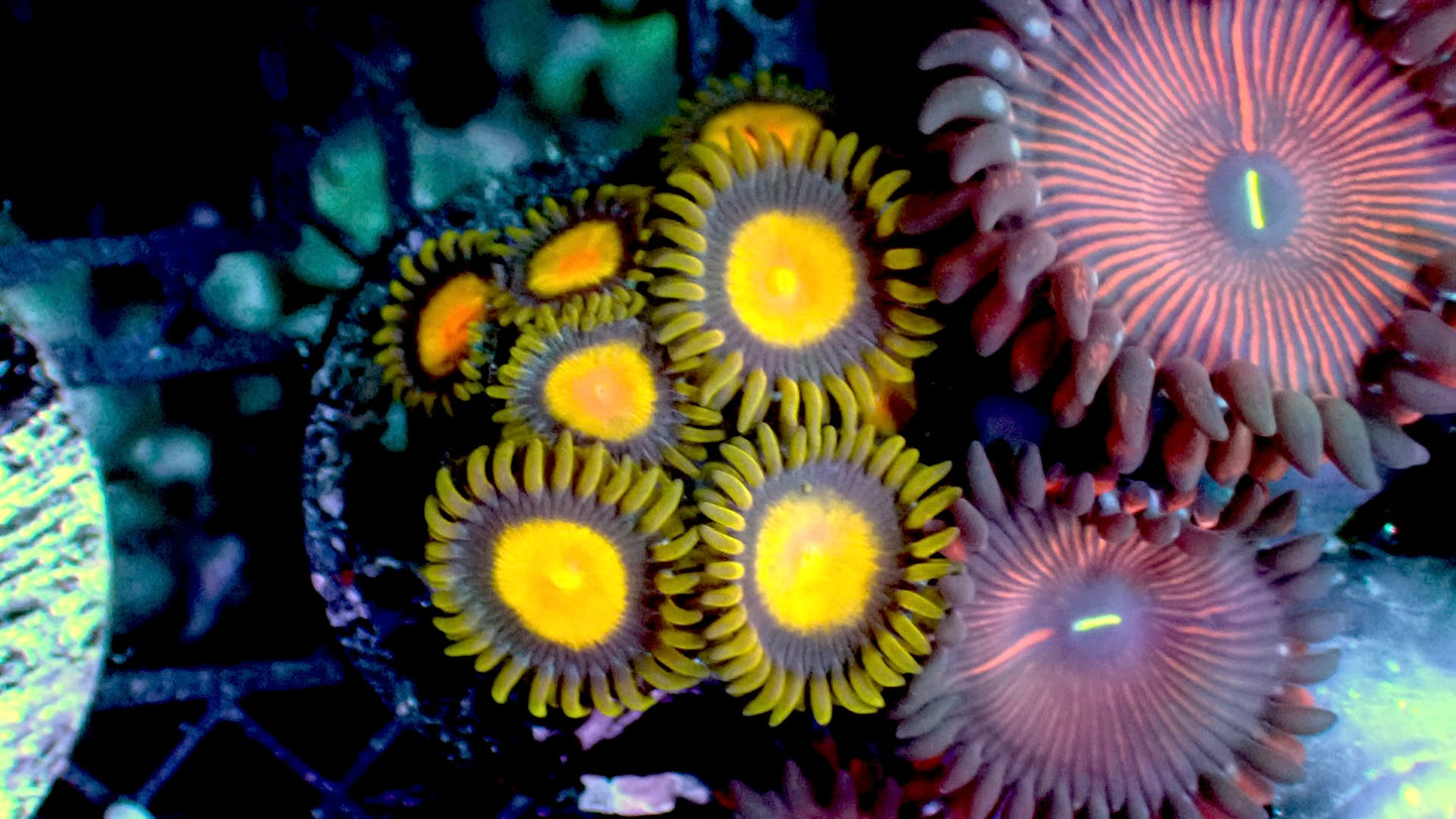 King Midas zoas 1” frag