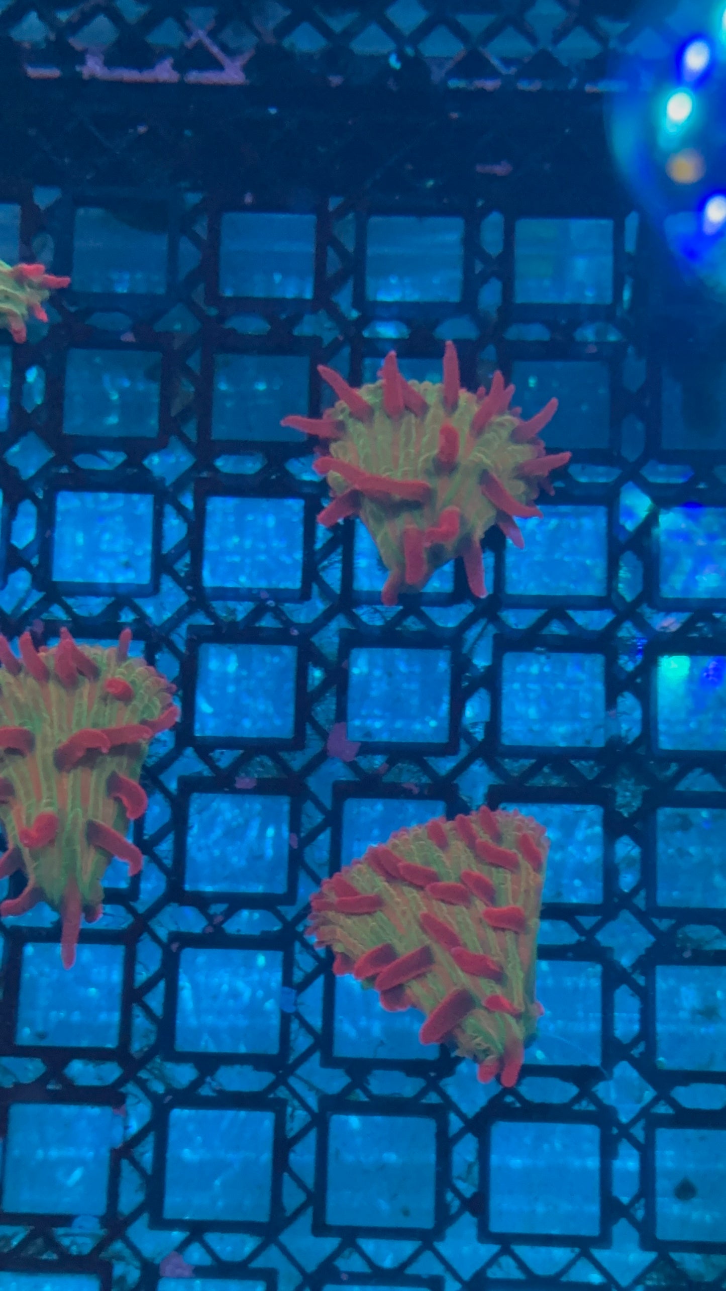 Strawberry Diaseris plate 1” frag