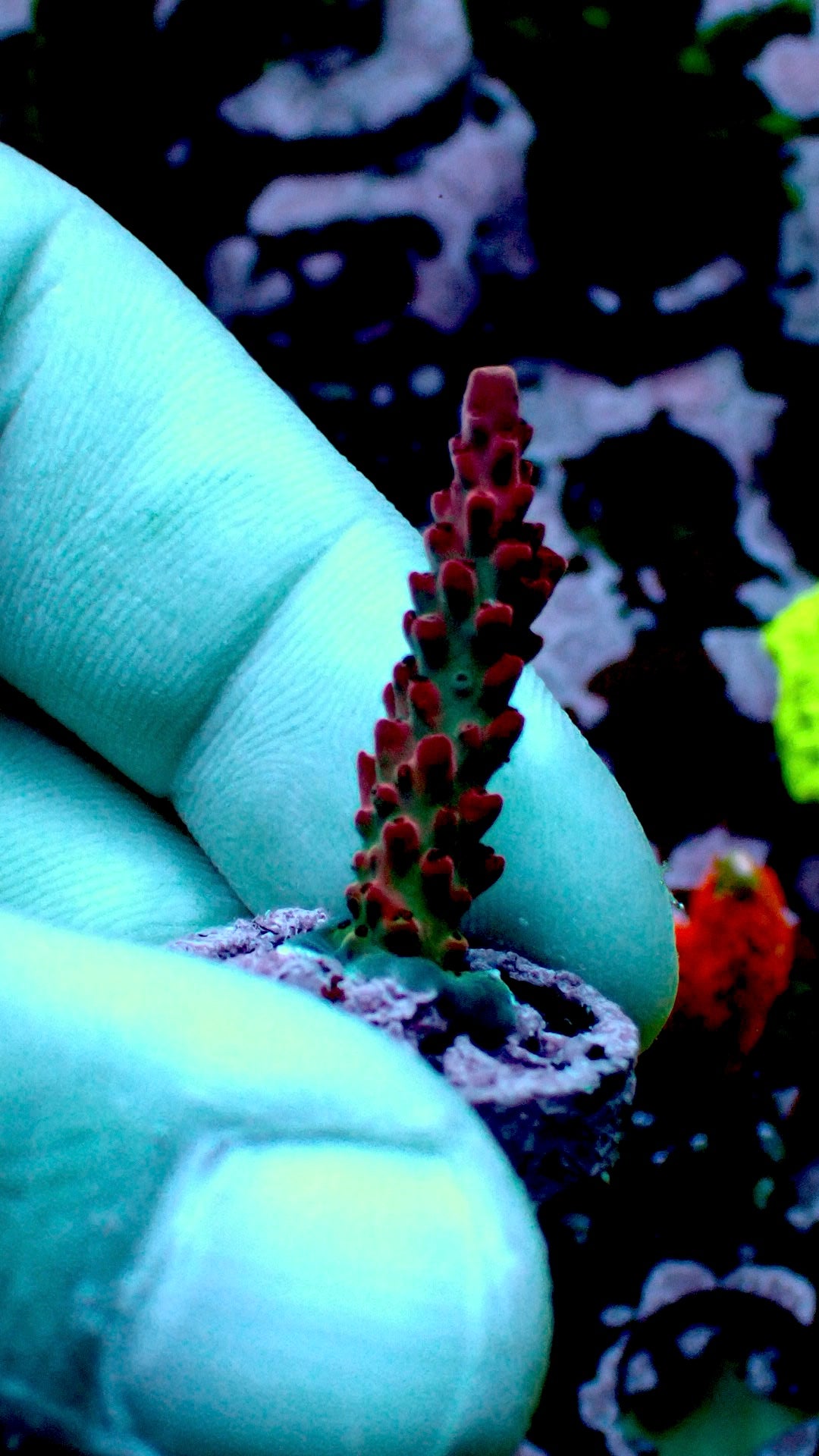 Berry acropora 1” frag