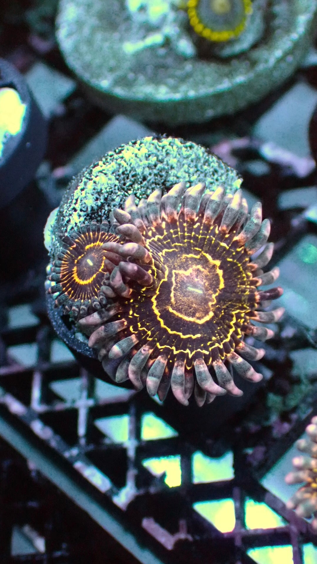 Stratospheres zoas 2 heads 1” frag