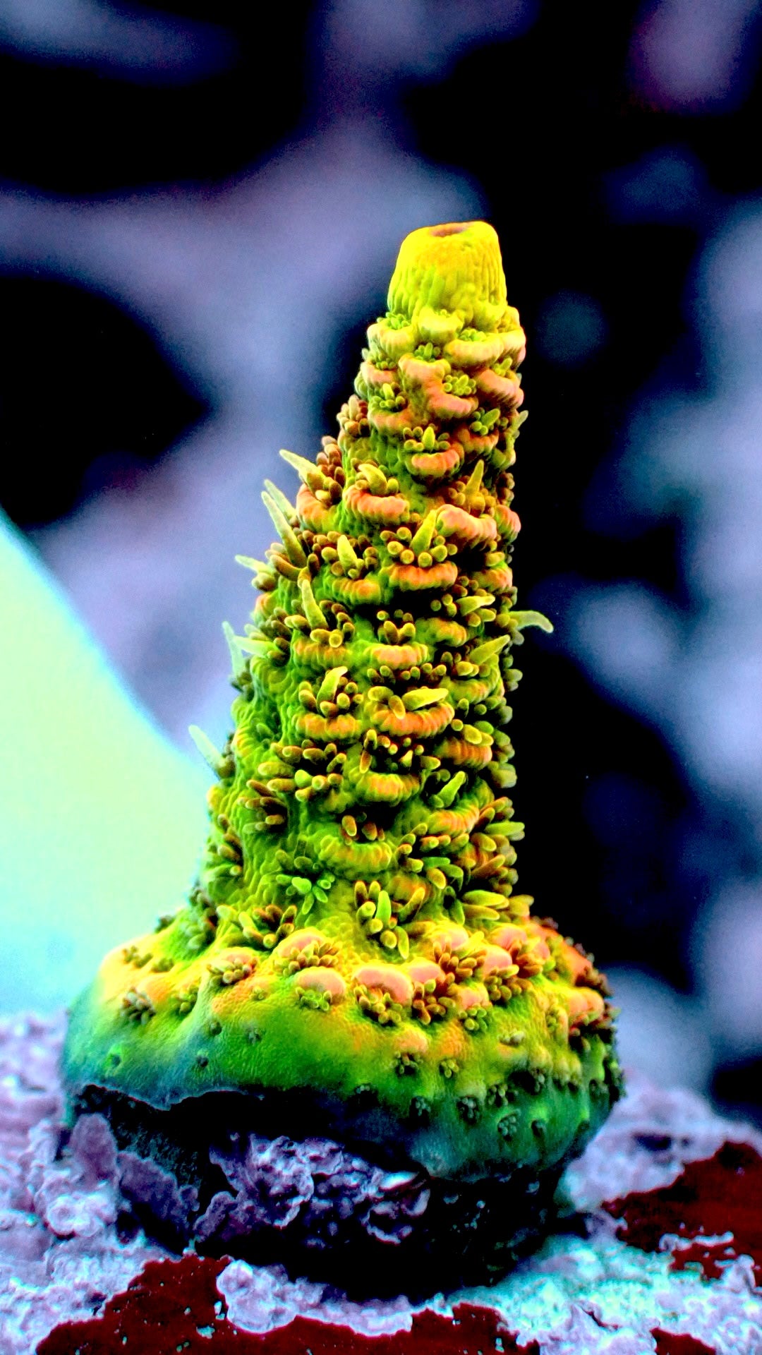Asd rainbow acropora 1” frag