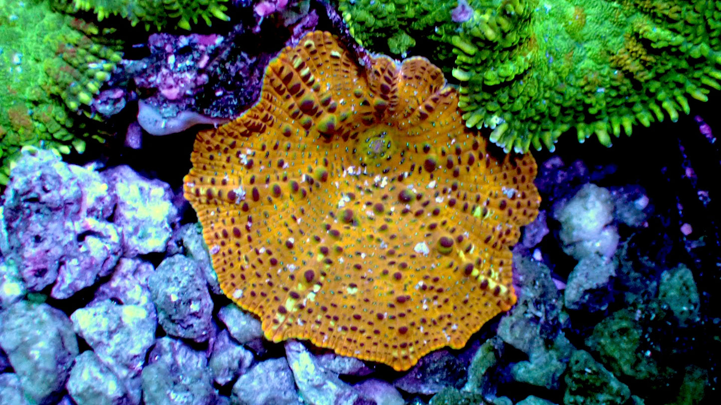 Leopard mushroom 1” frag