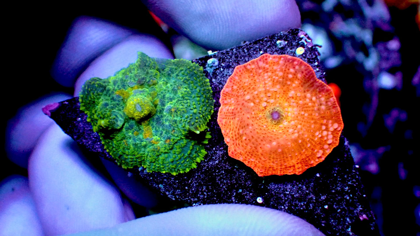 Premium mushroom combo 2” WYSIWYG