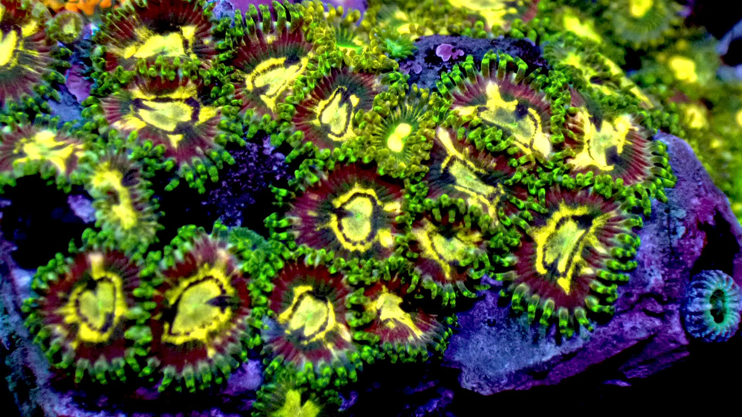 Evil avocado zoas 1” frag