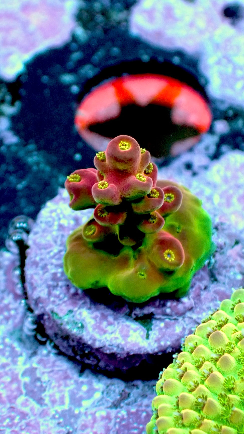 Red Martian acro 1” frag