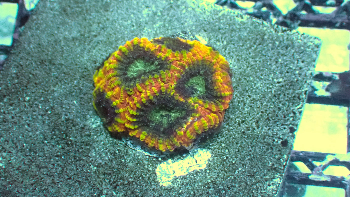 Yellow submarine favia 1” frag