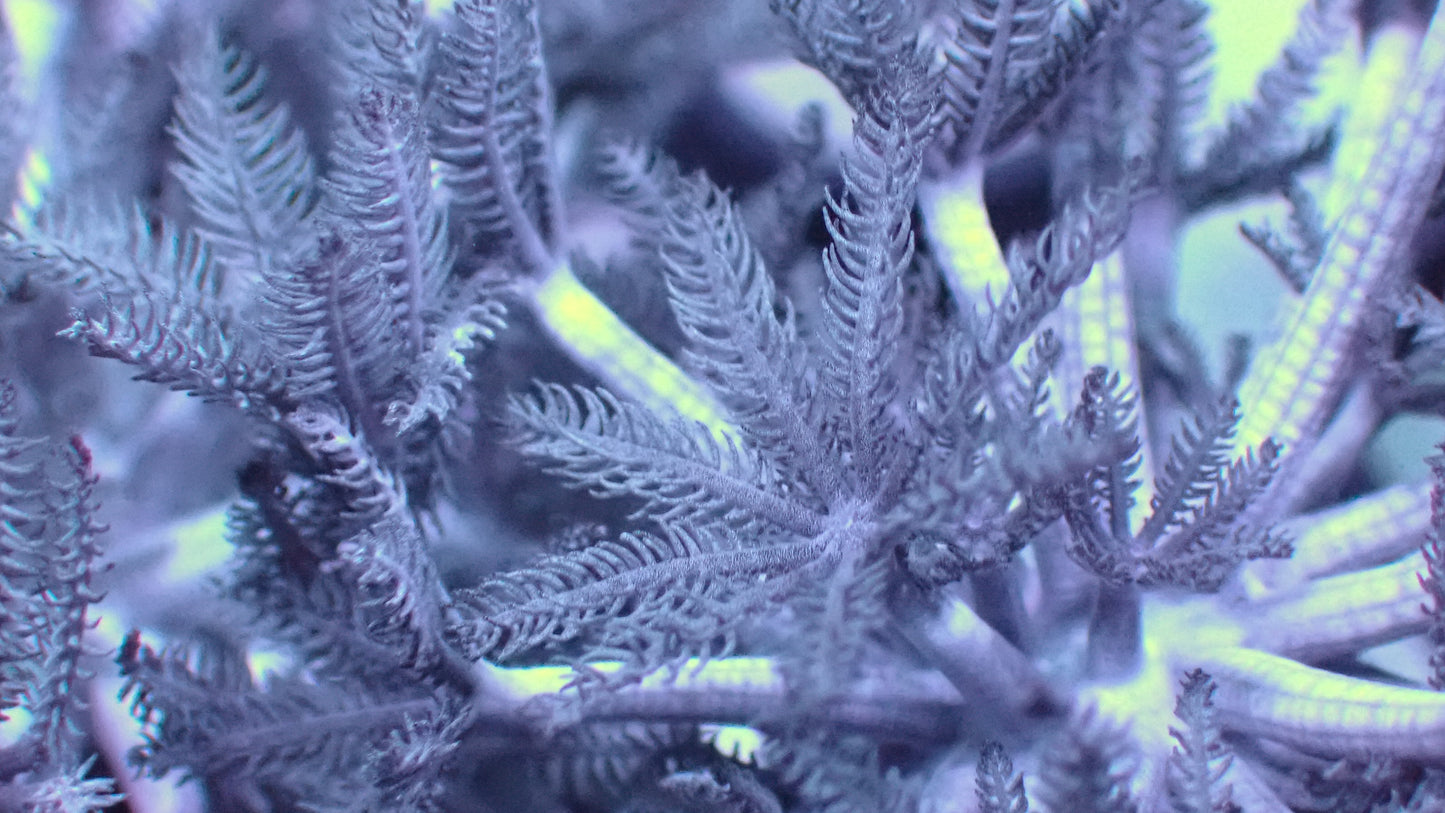 Pulsing Xenia 1” frag