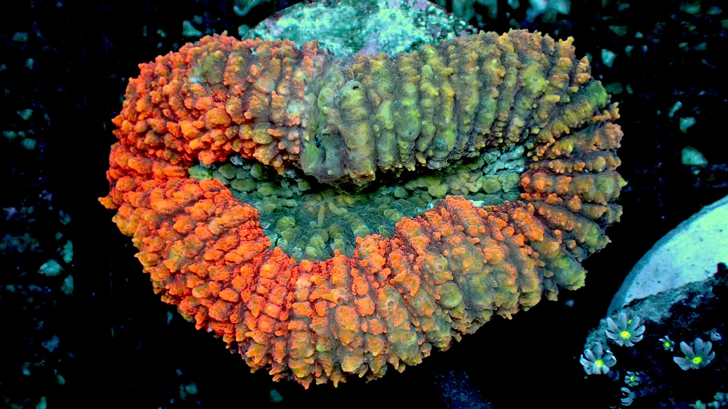 Gradient lobo 4” show piece WYSIWYG