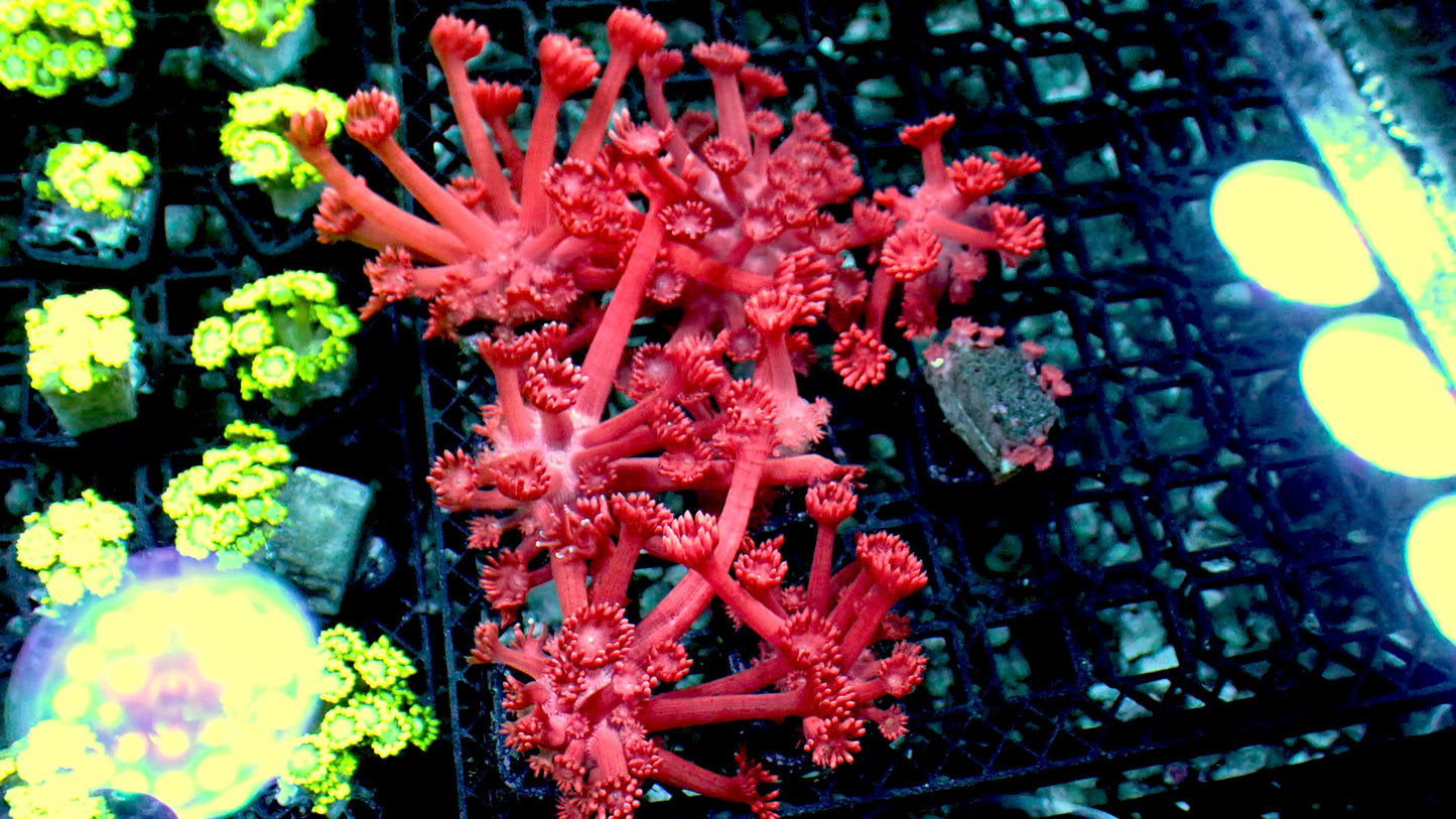 Red goniopora 1” frag